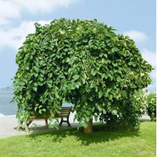 В`яз / ільм / берест шорсткий Пендула| Ulmus glabra Pendula | Вяз / ильм / берест шершавый Пендула
