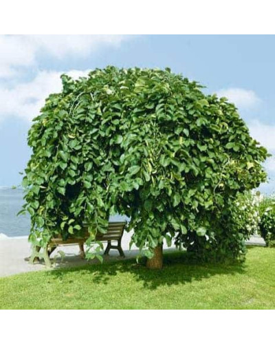 В`яз / ільм / берест шорсткий Пендула| Ulmus glabra Pendula | Вяз / ильм / берест шершавый Пендула