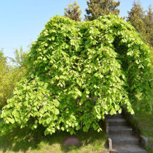 В`яз / ільм / берест шорсткий Пендула| Ulmus glabra Pendula | Вяз / ильм / берест шершавый Пендула