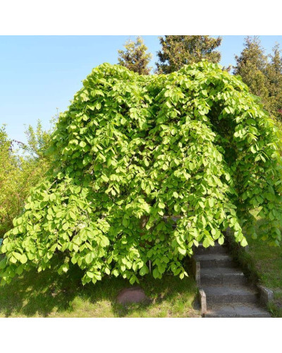 В`яз / ільм / берест шорсткий Пендула| Ulmus glabra Pendula | Вяз / ильм / берест шершавый Пендула