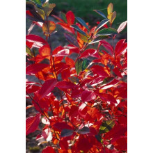Аронія червона Брілліант | Арония красная Бриллиант | Aronia arbutifolia Brilliant