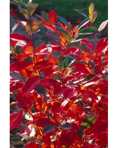 Аронія червона Брілліант | Арония красная Бриллиант | Aronia arbutifolia Brilliant