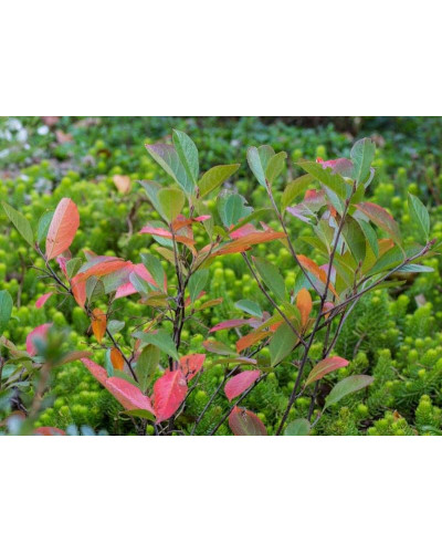 Аронія червона Брілліант | Арония красная Бриллиант | Aronia arbutifolia Brilliant