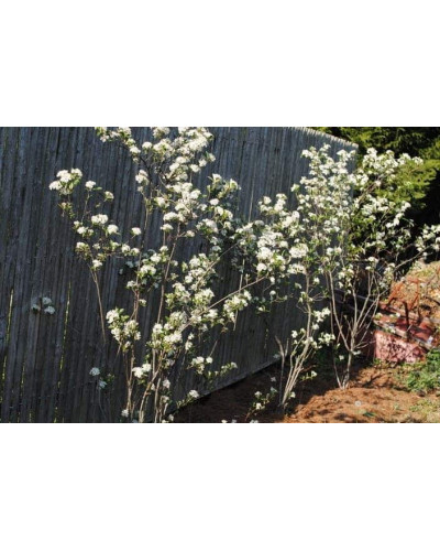 Аронія червона Брілліант | Арония красная Бриллиант | Aronia arbutifolia Brilliant