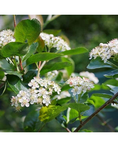 Аронія червона Брілліант | Арония красная Бриллиант | Aronia arbutifolia Brilliant