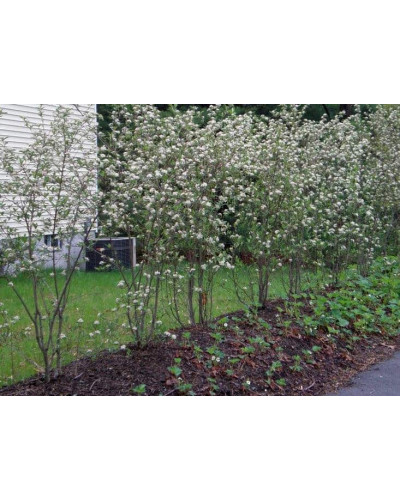Аронія червона Брілліант | Арония красная Бриллиант | Aronia arbutifolia Brilliant