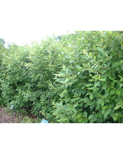 Аронія червона Брілліант | Арония красная Бриллиант | Aronia arbutifolia Brilliant