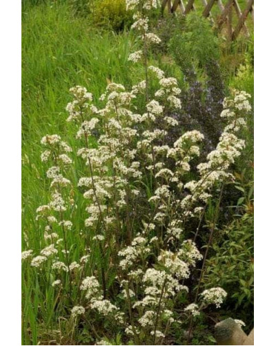 Аронія червона Брілліант | Арония красная Бриллиант | Aronia arbutifolia Brilliant