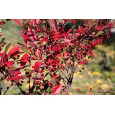 Аронія червона Брілліант | Арония красная Бриллиант | Aronia arbutifolia Brilliant