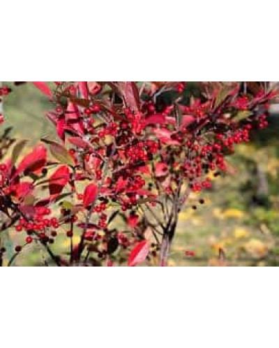 Аронія червона Брілліант | Арония красная Бриллиант | Aronia arbutifolia Brilliant