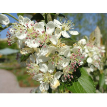 Аронія червона Брілліант | Арония красная Бриллиант | Aronia arbutifolia Brilliant