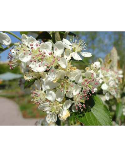 Аронія червона Брілліант | Арония красная Бриллиант | Aronia arbutifolia Brilliant