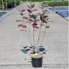 Аронія червона Брілліант | Арония красная Бриллиант | Aronia arbutifolia Brilliant