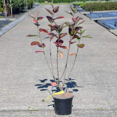 Аронія червона Брілліант | Арония красная Бриллиант | Aronia arbutifolia Brilliant