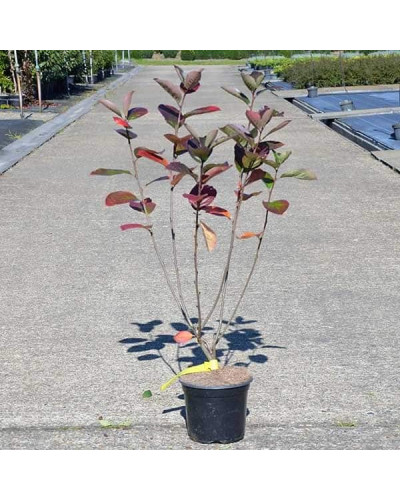 Аронія червона Брілліант | Арония красная Бриллиант | Aronia arbutifolia Brilliant