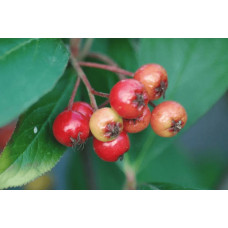 Аронія червона Брілліант | Арония красная Бриллиант | Aronia arbutifolia Brilliant
