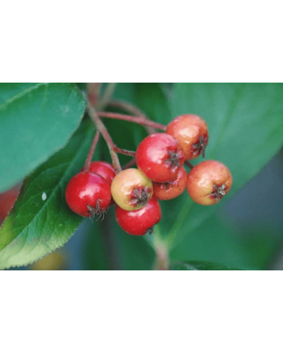 Аронія червона Брілліант | Арония красная Бриллиант | Aronia arbutifolia Brilliant