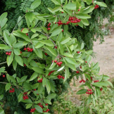 Аронія червона Брілліант | Арония красная Бриллиант | Aronia arbutifolia Brilliant