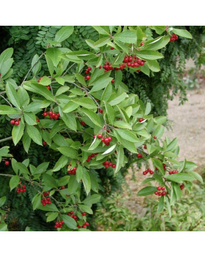 Аронія червона Брілліант | Арония красная Бриллиант | Aronia arbutifolia Brilliant