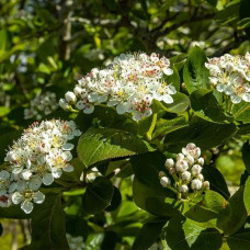 Аронія червона Брілліант | Арония красная Бриллиант | Aronia arbutifolia Brilliant
