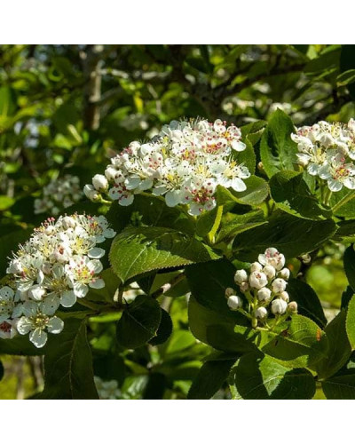 Аронія червона Брілліант | Арония красная Бриллиант | Aronia arbutifolia Brilliant