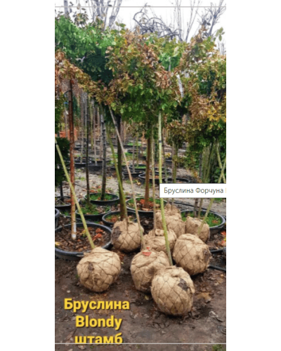 Бруслина форчуна Блонді / Інтерболві на штамбі | Бересклет форчуна Блонди / Интерболви на штамбе | Euonymus fortunei Blondy / Interbolwi on shtambe