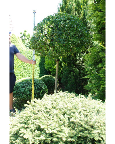 Бруслина форчуна Блонді / Інтерболві на штамбі | Бересклет форчуна Блонди / Интерболви на штамбе | Euonymus fortunei Blondy / Interbolwi on shtambe