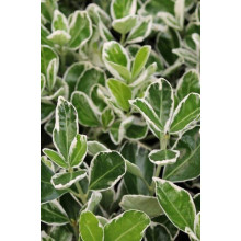 Бруслина японська Альбомаргіната на штамбі | Euonymus Japanese Albomarginata on shtambe | Бересклет японский Aльбомаргината на штамбе