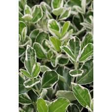 Бруслина японська Альбомаргіната на штамбі | Euonymus Japanese Albomarginata on shtambe | Бересклет японский Aльбомаргината на штамбе