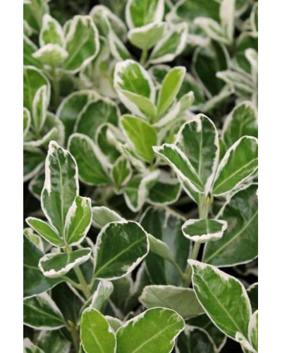 Бруслина японська Альбомаргіната на штамбі | Euonymus Japanese Albomarginata on shtambe | Бересклет японский Aльбомаргината на штамбе