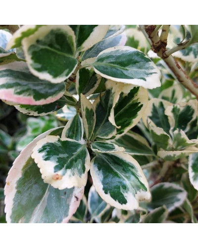 Бруслина японська Альбомаргіната на штамбі | Euonymus Japanese Albomarginata on shtambe | Бересклет японский Aльбомаргината на штамбе