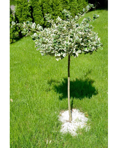 Бруслина японська Альбомаргіната на штамбі | Euonymus Japanese Albomarginata on shtambe | Бересклет японский Aльбомаргината на штамбе