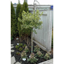 Бруслина японська Альбомаргіната на штамбі | Euonymus Japanese Albomarginata on shtambe | Бересклет японский Aльбомаргината на штамбе