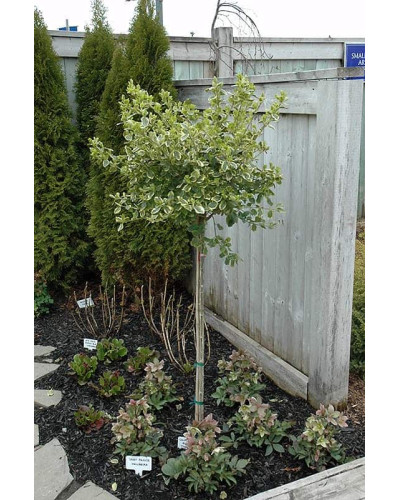 Бруслина японська Альбомаргіната на штамбі | Euonymus Japanese Albomarginata on shtambe | Бересклет японский Aльбомаргината на штамбе