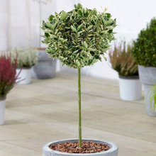 Бруслина японська Альбомаргіната на штамбі | Euonymus Japanese Albomarginata on shtambe | Бересклет японский Aльбомаргината на штамбе