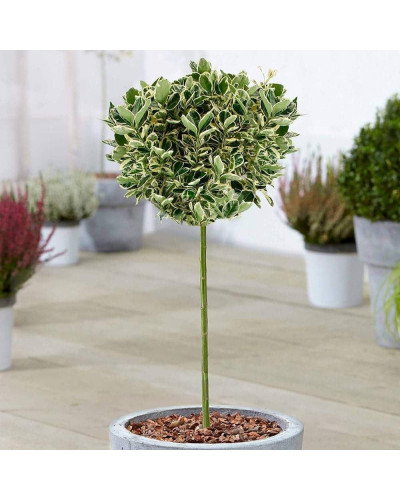Бруслина японська Альбомаргіната на штамбі | Euonymus Japanese Albomarginata on shtambe | Бересклет японский Aльбомаргината на штамбе