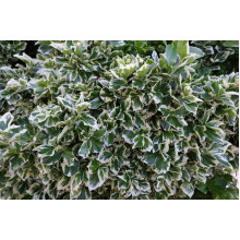 Бруслина японська Альбомаргіната на штамбі | Euonymus Japanese Albomarginata on shtambe | Бересклет японский Aльбомаргината на штамбе