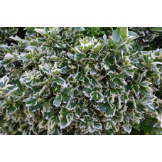 Бруслина японська Альбомаргіната на штамбі | Euonymus Japanese Albomarginata on shtambe | Бересклет японский Aльбомаргината на штамбе