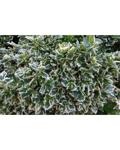 Бруслина японська Альбомаргіната на штамбі | Euonymus Japanese Albomarginata on shtambe | Бересклет японский Aльбомаргината на штамбе