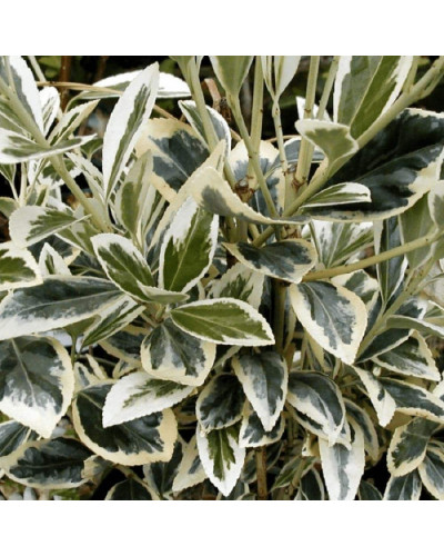 Бруслина японська Альбомаргіната на штамбі | Euonymus Japanese Albomarginata on shtambe | Бересклет японский Aльбомаргината на штамбе