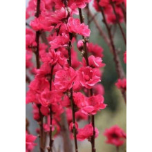 Персик плакучий ’Намисто’ ’Мелред Випинг’ — штамб|Prunus persica ’Namysto’ ’Melred Weeping’ |Персик плакучий ’Ожерелье’ ’Мелред Випинг’ - штамб