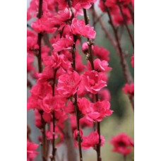 Персик плакучий ’Намисто’ ’Мелред Випинг’ — штамб|Prunus persica ’Namysto’ ’Melred Weeping’ |Персик плакучий ’Ожерелье’ ’Мелред Випинг’ - штамб
