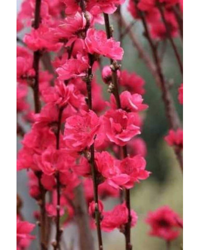 Персик плакучий ’Намисто’ ’Мелред Випинг’ — штамб|Prunus persica ’Namysto’ ’Melred Weeping’ |Персик плакучий ’Ожерелье’ ’Мелред Випинг’ - штамб