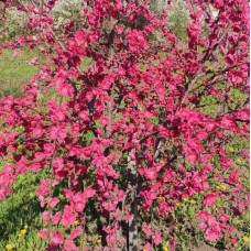 Персик плакучий ’Намисто’ ’Мелред Випинг’ — штамб|Prunus persica ’Namysto’ ’Melred Weeping’ |Персик плакучий ’Ожерелье’ ’Мелред Випинг’ - штамб