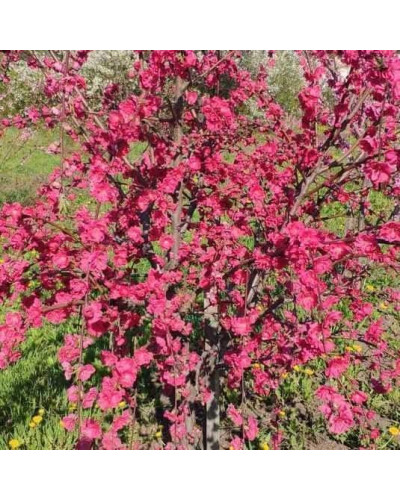 Персик плакучий ’Намисто’ ’Мелред Випинг’ — штамб|Prunus persica ’Namysto’ ’Melred Weeping’ |Персик плакучий ’Ожерелье’ ’Мелред Випинг’ - штамб