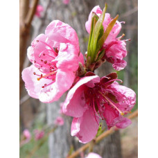 Персик плакучий ’Намисто’ ’Мелред Випинг’ — штамб|Prunus persica ’Namysto’ ’Melred Weeping’ |Персик плакучий ’Ожерелье’ ’Мелред Випинг’ - штамб