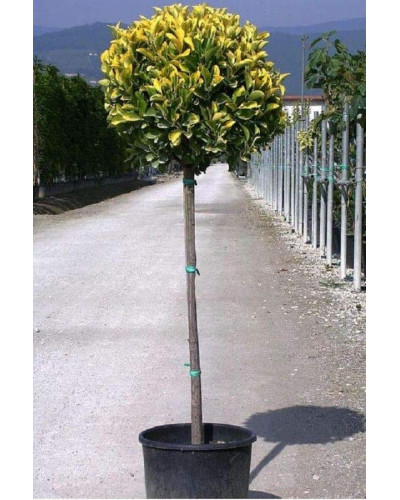 Бруслина японська Ауреомаргіната ШТАМБ ТОПІАР | Euonymus Japanese Aureomarginatus TOPIAR | Бересклет японский Aуреомаргината ШТАМБ ТОПИАР