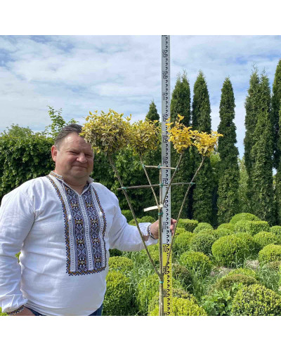 Бруслина японська Ауреомаргіната ШТАМБ ТОПІАР | Euonymus Japanese Aureomarginatus TOPIAR | Бересклет японский Aуреомаргината ШТАМБ ТОПИАР