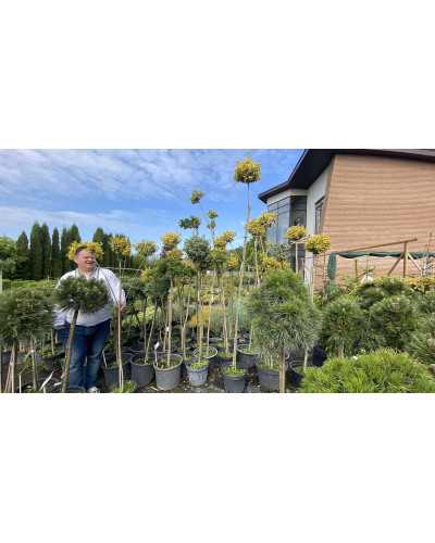 Бруслина японська Ауреомаргіната ШТАМБ ТОПІАР | Euonymus Japanese Aureomarginatus TOPIAR | Бересклет японский Aуреомаргината ШТАМБ ТОПИАР