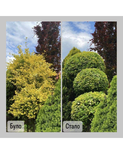 Бруслина японська Ауреомаргіната ШТАМБ ТОПІАР | Euonymus Japanese Aureomarginatus TOPIAR | Бересклет японский Aуреомаргината ШТАМБ ТОПИАР